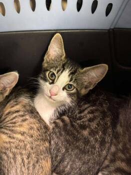 Rescue Domestic Short Hair Cats for Adoption in Statesboro, Georgia - Booty Shorts | PetCurious