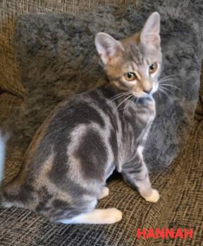 Hannah Banana -  Domestic Short Hair Cat for Adoption in Buhl, Idaho - Hannah Banana | PetCurious