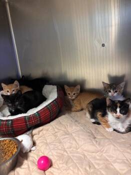 Domestic Short Hair Cats Available for Adoption in Port Jervis, New York - Rose | PetCurious
