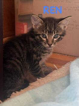 Ren -  Domestic Short Hair Cat Available for Adoption in Lincoln, Nebraska - Ren | PetCurious