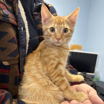Ronny -  Domestic Short Hair Cat for Adoption in Wahiawa, Hawaii - Ronny | PetCurious