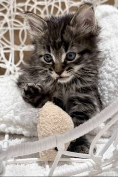 Thyme -  Domestic Medium Hair and Tabby Cat for Adoption in Campbell, California - Thyme | PetCurious