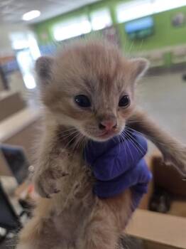 ORANGE CRUSH -  Domestic Short Hair Cat for Adoption in Louisville, Kentucky - ORANGE CRUSH | PetCurious