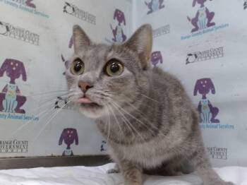 GABBY -  Domestic Short Hair Cat for Adoption in Orlando, Florida - GABBY | PetCurious