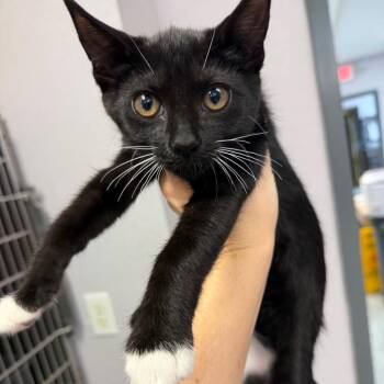 0817-C26 -  Domestic Short Hair Cat for Adoption in Port Charlotte, Florida - 0817-C26 | PetCurious