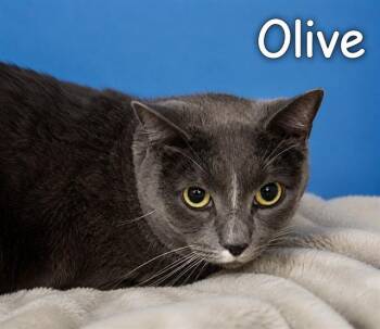OLIVE -  Domestic Short Hair Cat for Adoption in Westminster, Maryland - OLIVE | PetCurious
