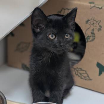 Catwoman -  Domestic Short Hair Cat for Adoption in Reno, Nevada - Catwoman | PetCurious