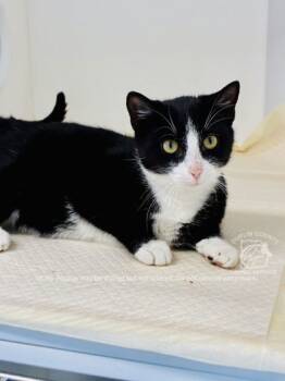 Rescue American Shorthair and Domestic Short Hair Cats for Adoption in Kenansville, North Carolina - DOMINO | PetCurious
