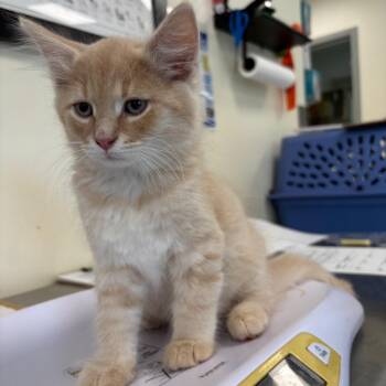 Blaze -  Domestic Long Hair and Domestic Short Hair Cat for Adoption in Galax, Virginia - Blaze | PetCurious