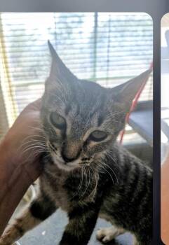 Bindi -  Domestic Short Hair Cat for Adoption in Thatcher, Arizona - Bindi | PetCurious