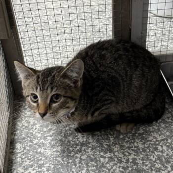 Blinkin -  Domestic Short Hair Cat for Adoption in Carroll, Iowa - Blinkin | PetCurious