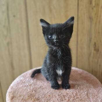 Rescue Domestic Short Hair Cats for Adoption in Toledo, Ohio - Taffy | PetCurious