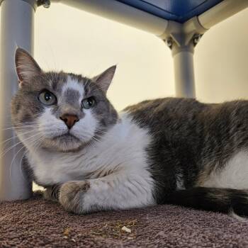 Rescue Domestic Short Hair Cats for Adoption in Harrisonburg, Virginia - Catillac "Catty" | PetCurious