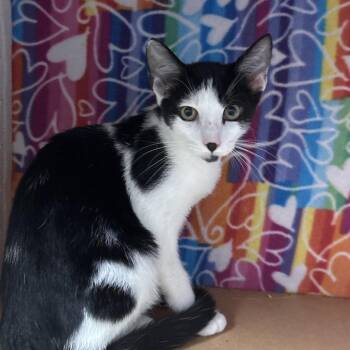 Keith -  Domestic Short Hair Cat for Adoption - Keith | PetCurious