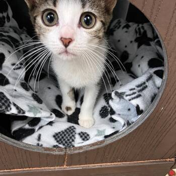 Marshmallow -  Domestic Short Hair Cat for Adoption in West Palm Beach, Florida - Marshmallow | PetCurious