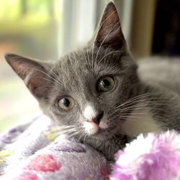 Juniper -  Domestic Medium Hair Cat for Adoption in Cumming, Georgia - Juniper | PetCurious