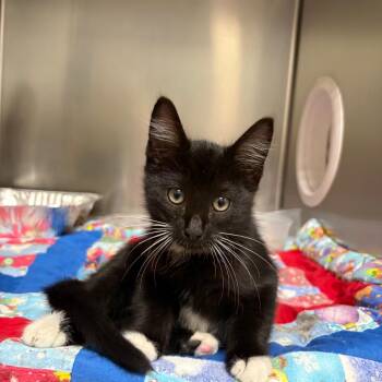 Tux -  Domestic Short Hair Cat for Adoption in Milton, Florida - Tux | PetCurious