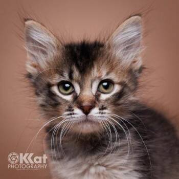 Muffin -  Domestic Medium Hair Cat for Adoption in Edmond, Oklahoma - Muffin | PetCurious