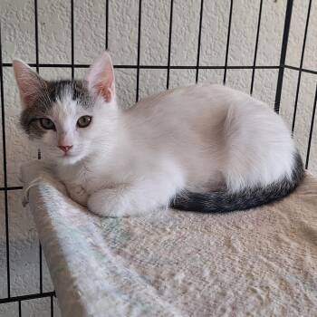 Domestic Medium Hair Cats Available for Adoption in Reno, Nevada - Aspen | PetCurious