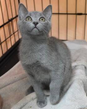 Betty -  Domestic Short Hair Cat for Adoption in Novato, California - Betty | PetCurious