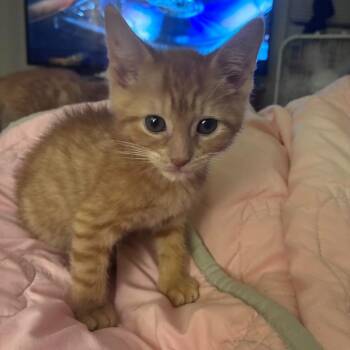 Domestic Short Hair Cats Available for Adoption in Jarrettsville, Maryland - Moe | PetCurious