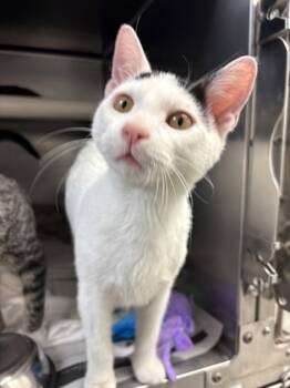 Rescue Domestic Short Hair Cats for Adoption in Morristown, New Jersey - Circus | PetCurious