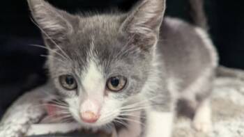 Rescue American Shorthair Cats for Adoption in El Paso, Texas - Venus | PetCurious