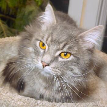 Maine Coon Cats Available for Adoption - MR. BLUE SKY - MAGNIFICENT MAINE COON! | PetCurious
