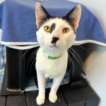 Spring -  Domestic Short Hair Cat for Adoption in Fort Wayne, Indiana - Spring | PetCurious
