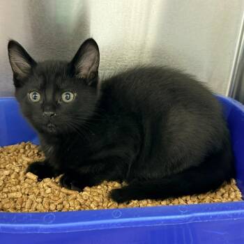 Peep -  Domestic Short Hair Cat for Adoption in Warrensburg, Missouri - Peep | PetCurious