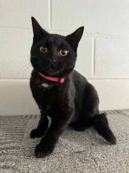Domestic Short Hair Cats Available for Adoption in Marion, Ohio - Priscilla | PetCurious