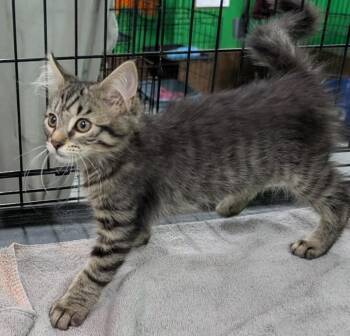 Sapphire -  Domestic Short Hair Cat for Adoption in Adrian, Michigan - Sapphire | PetCurious