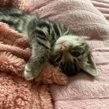 Harper -  Domestic Short Hair Cat for Adoption in Philadelphia, Pennsylvania - Harper | PetCurious