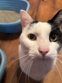 Felix -  Domestic Short Hair Cat Available for Adoption in Noble, Oklahoma - Felix | PetCurious