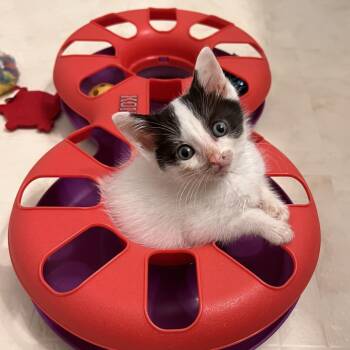 Harrison -  Domestic Short Hair Cat for Adoption in West Olive, Michigan - Harrison | PetCurious