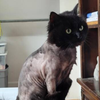 Domestic Long Hair Cats Available for Adoption - Sasha | PetCurious