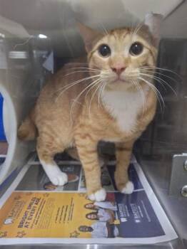 LONDON -  Domestic Short Hair Cat for Adoption in Orlando, Florida - LONDON | PetCurious
