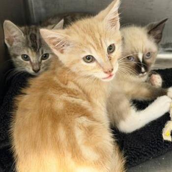 Silas -  Domestic Short Hair Cat for Adoption in Cumming, Georgia - Silas | PetCurious