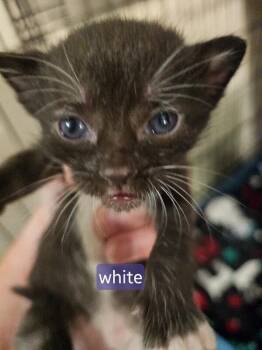 Uma -  Tabby Cat for Adoption in Kennewick, Washington - Uma | PetCurious