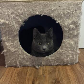 Smokey -  Domestic Short Hair Cat Available for Adoption in Gibsonia, Pennsylvania - Smokey | PetCurious