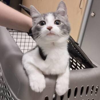 Cam -  Domestic Short Hair Cat for Adoption in Baltimore, Maryland - Cam | PetCurious