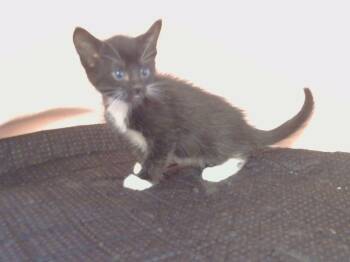 Rescue Domestic Short Hair Cats for Adoption in Sacramento, California - RENEKTON | PetCurious