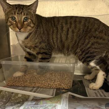 Big John -  Domestic Short Hair Cat for Adoption in Lufkin, Texas - Big John | PetCurious