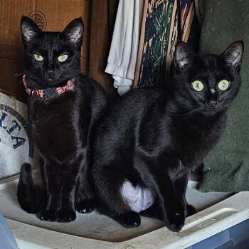 Rescue Domestic Short Hair Cats for Adoption in Coos Bay, Oregon - Crimson | PetCurious