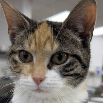 Domestic Short Hair and Torbie Cats Available for Adoption - TILLY | PetCurious