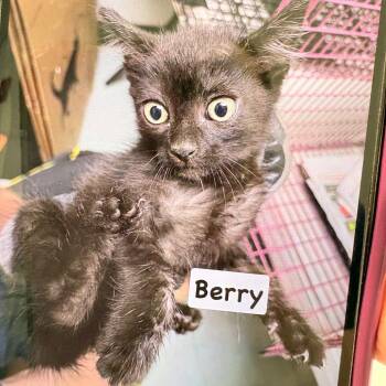 Berry -  Domestic Short Hair Cat for Adoption in Philadelphia, Pennsylvania - Berry | PetCurious