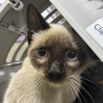 72733 -  Domestic Short Hair and Siamese Cat for Adoption in Harrisonburg, Virginia - 72733 | PetCurious