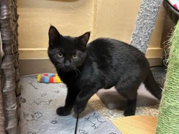 Rescue Domestic Short Hair Cats for Adoption in Chicago, Illinois - Sabbath | PetCurious