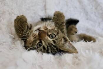 Tabby Cats Available for Adoption in St. Augustine, Florida - Mimosa | PetCurious