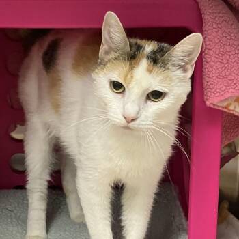 Debbie -  Domestic Short Hair Cat for Adoption in Keizer, Oregon - Debbie | PetCurious